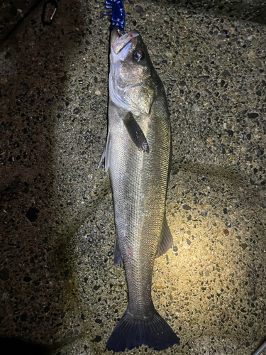 スズキの釣果