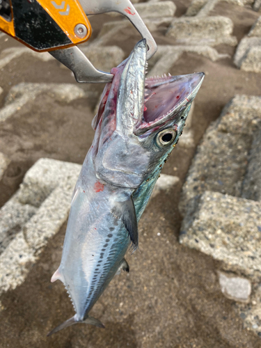 サゴシの釣果