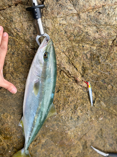 イナダの釣果