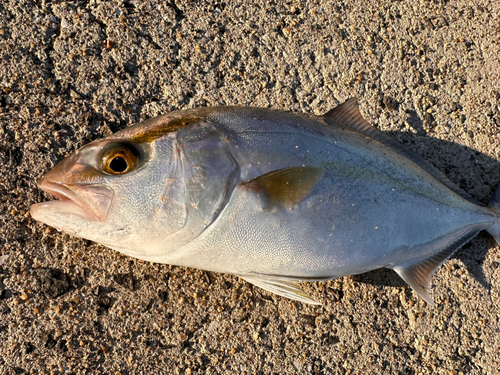 ネリゴの釣果