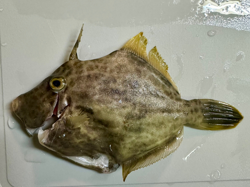 カワハギの釣果