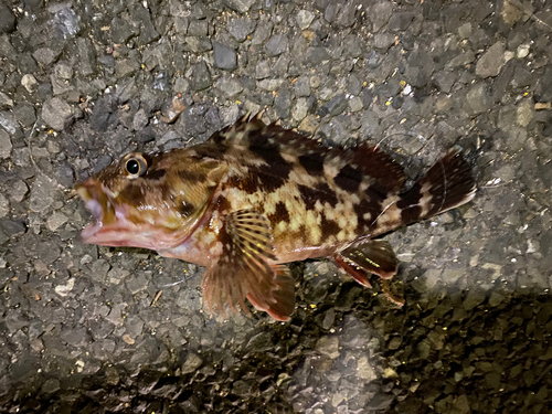 カサゴの釣果