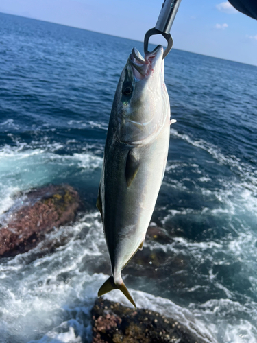 イナダの釣果