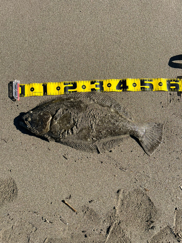 ヒラメの釣果