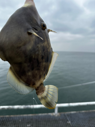 カワハギの釣果