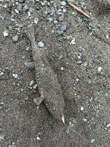 シロサバフグの釣果