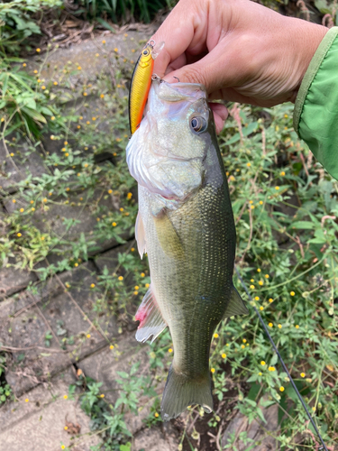 ラージマウスバスの釣果