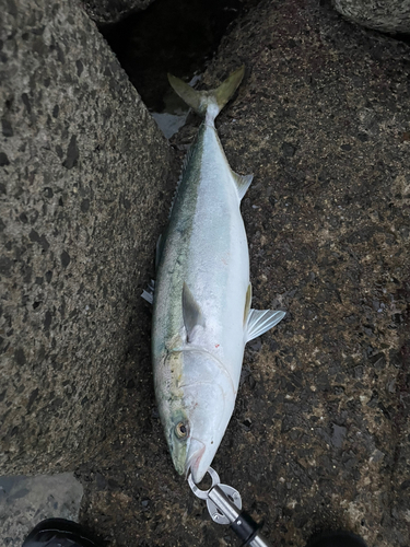 ハマチの釣果