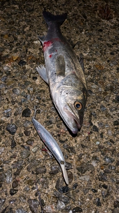 シーバスの釣果