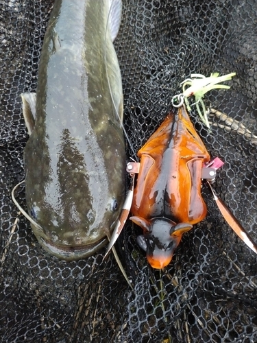 マナマズの釣果