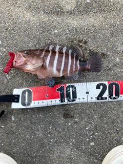 マハタの釣果