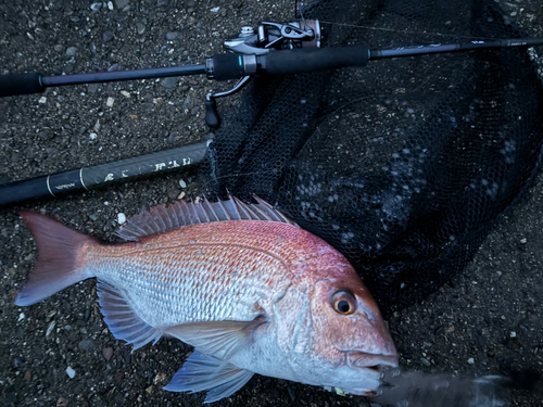 タイの釣果