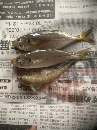 アジの釣果