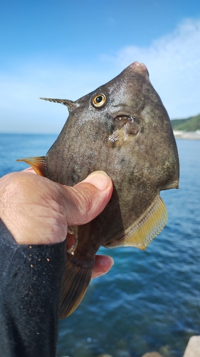 カワハギの釣果