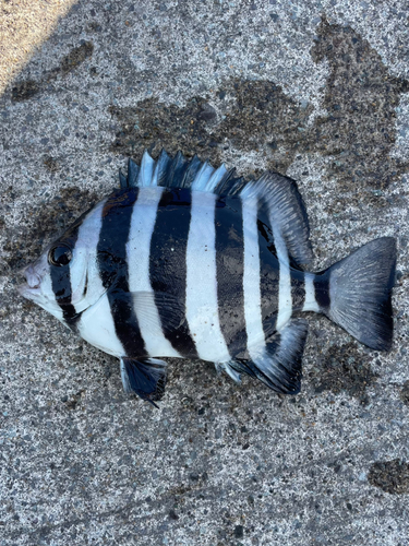 イシダイの釣果