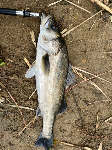 スズキの釣果