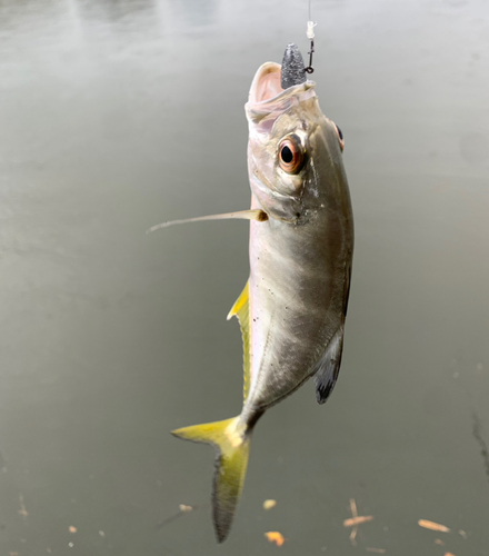 メッキの釣果