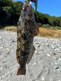 アイナメの釣果