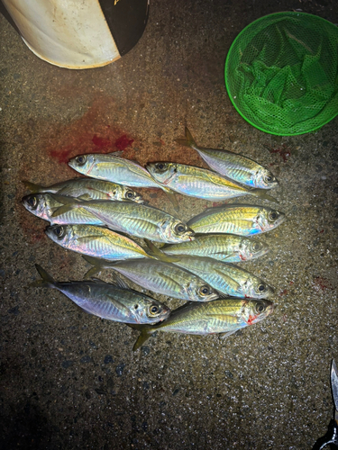 マアジの釣果