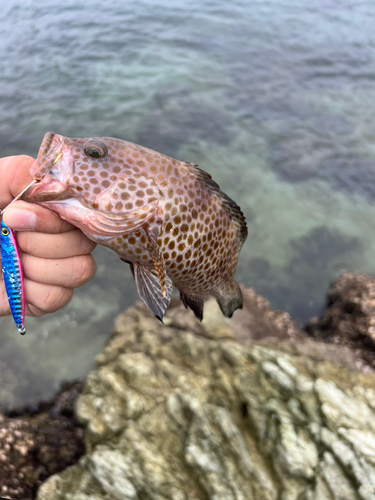 オオモンハタの釣果