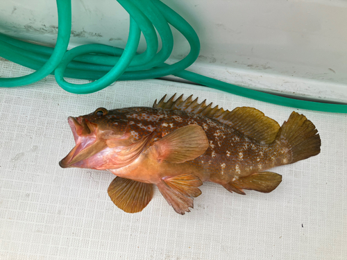 アコウの釣果