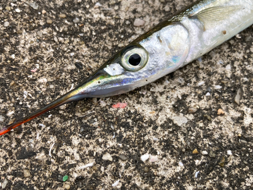 サヨリの釣果