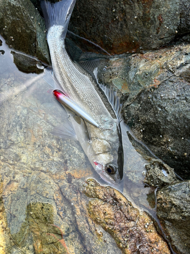 ヒラスズキの釣果