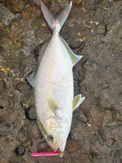 カンパチの釣果