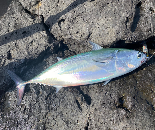 ヒラソウダの釣果