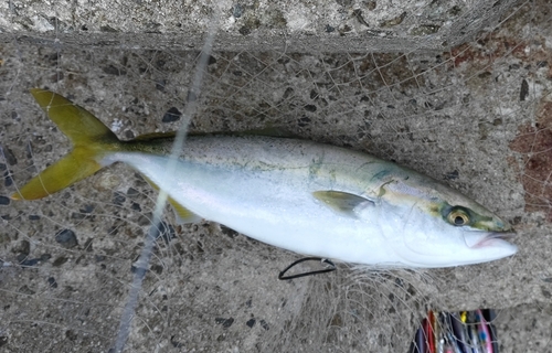 ハマチの釣果