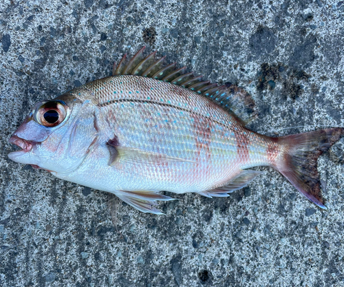 チャリコの釣果