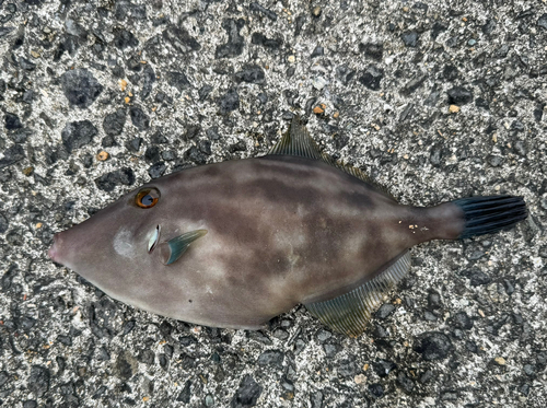 ウマヅラハギの釣果