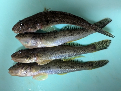 ハゼの釣果