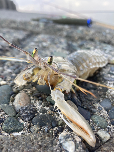 シャコの釣果