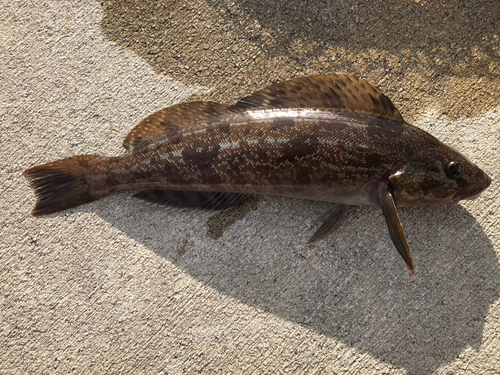 アイナメの釣果