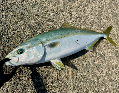 イナダの釣果