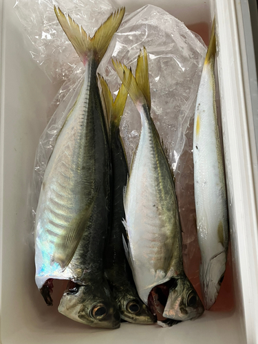 アジの釣果