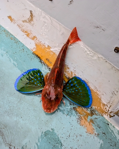 ホウボウの釣果