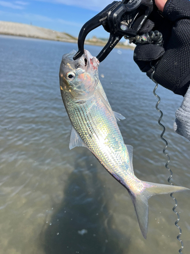 コノシロの釣果