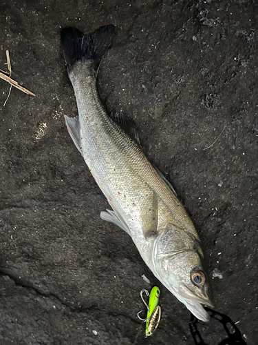 シーバスの釣果