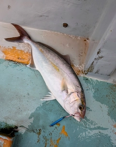 ショゴの釣果