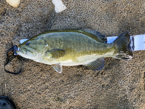 スモールマウスバスの釣果