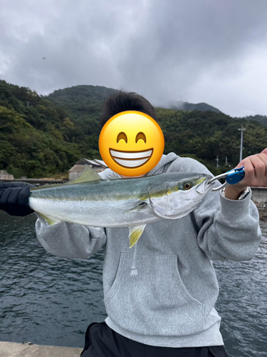 ハマチの釣果