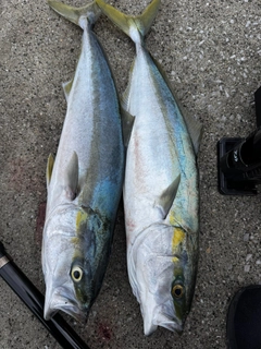 ハマチの釣果