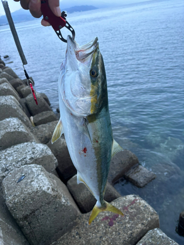 メジロの釣果