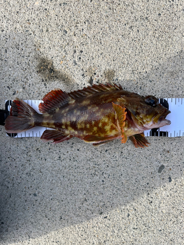 カサゴの釣果