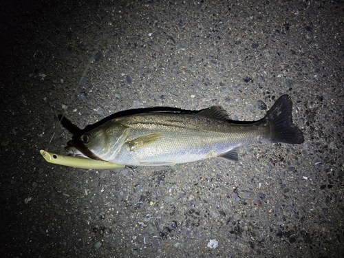 スズキの釣果