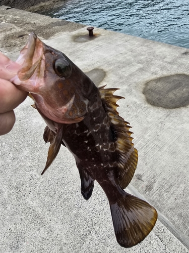 アコウの釣果