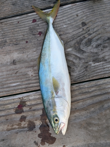 ツバスの釣果