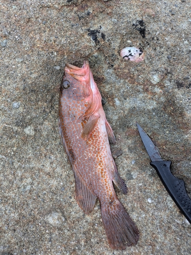 ネリゴの釣果